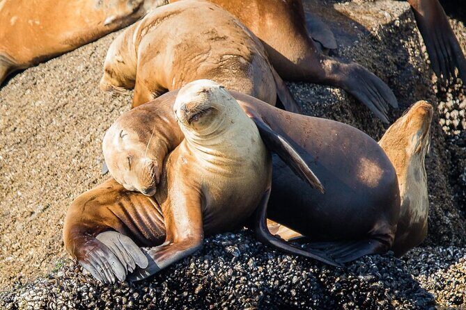 San Diego Whale/Dolphin Watching Cruise Aboard Luxury Vessel - FAQ