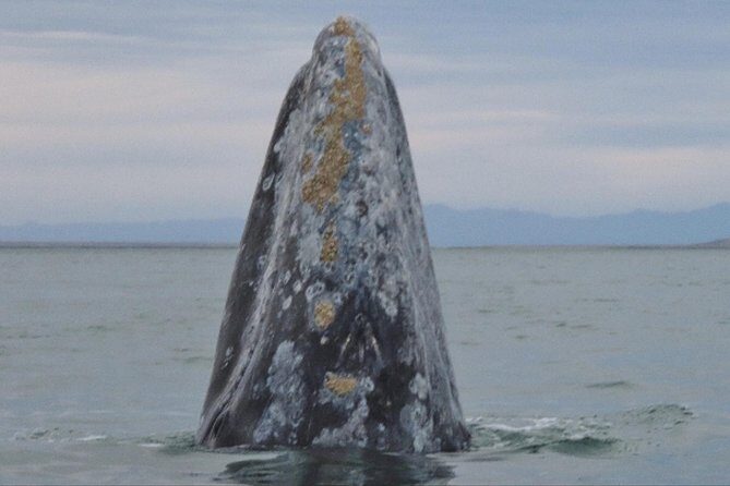 San Diego Whale Watching 3 Hour Tour Mission Bay on the Legacy - Practical Tips for Travelers