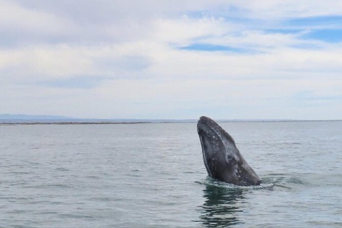 San Diego Whale Watching 3 Hour Tour Mission Bay on the Legacy - The Sum Up