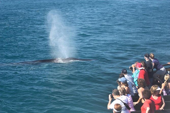 San Diego Whale Watching Cruise - What to Expect from the San Diego Whale Watching Cruise