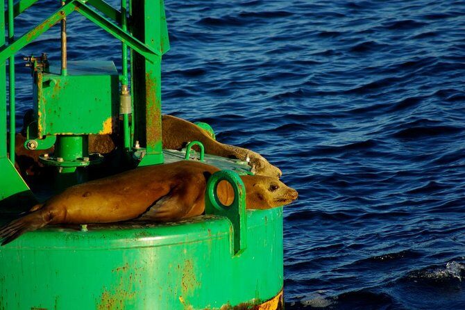 San Diego Whale Watching Cruise - What to Bring and How to Prepare