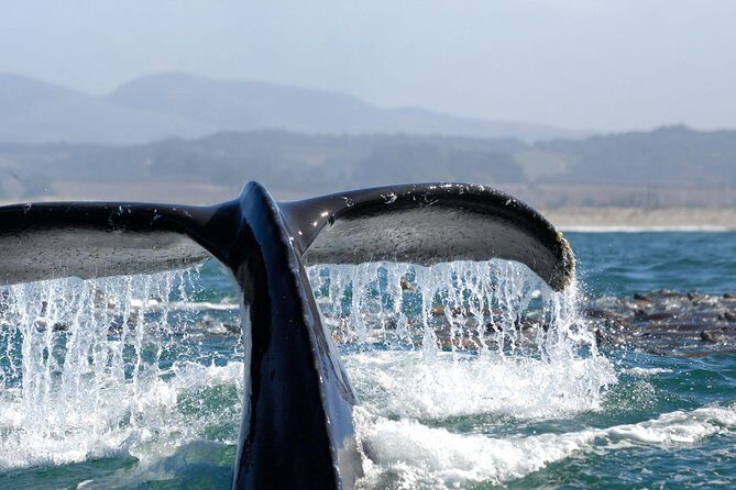 San Diego Whale Watching Cruise - Authentic Experiences from Travelers