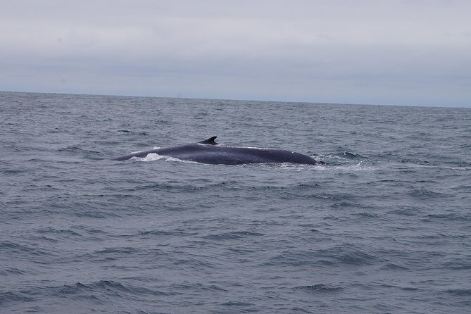 San Diego Whale Watching Cruise - The Value of the Tour