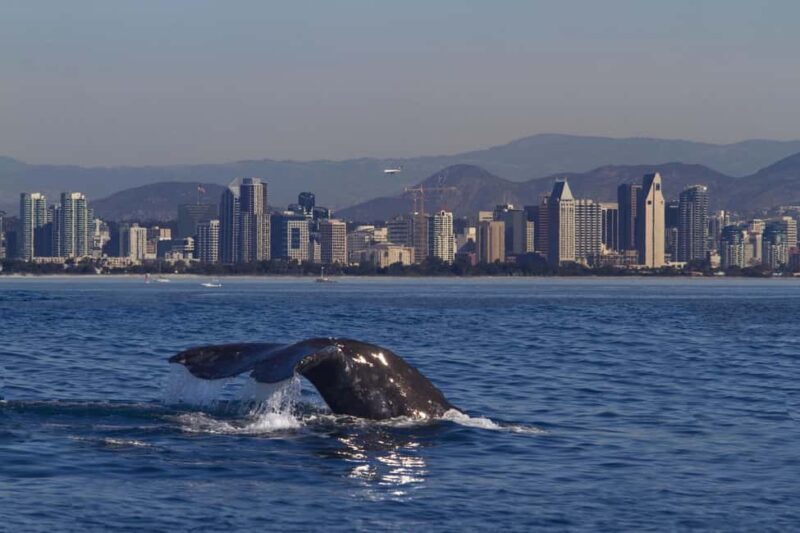 San Diego: Whale Watching Cruise on the Yacht America - Key Points
