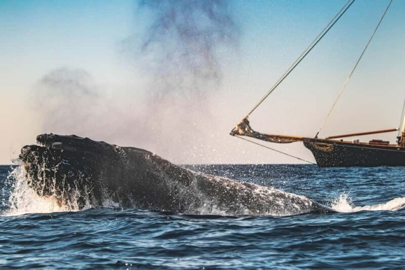 San Diego: Whale Watching Cruise on the Yacht America - Final Thoughts: Is This the Right Whale Watching Tour for You?