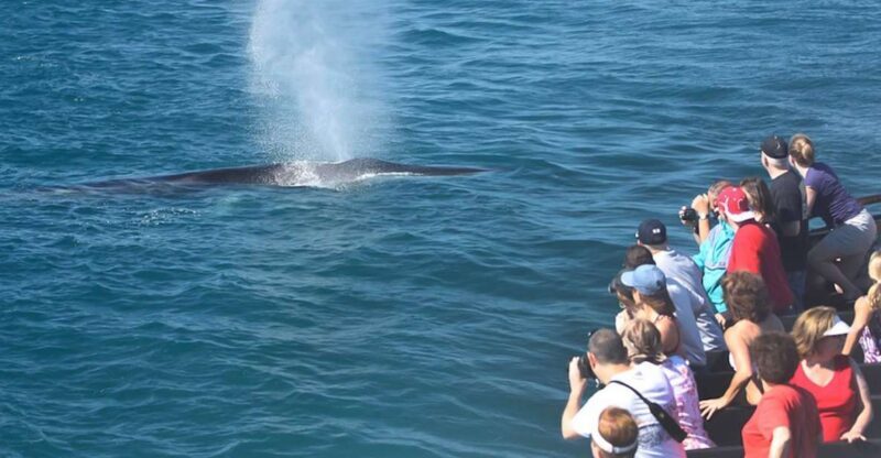 San Diego: Whale Watching Tour - Key Points