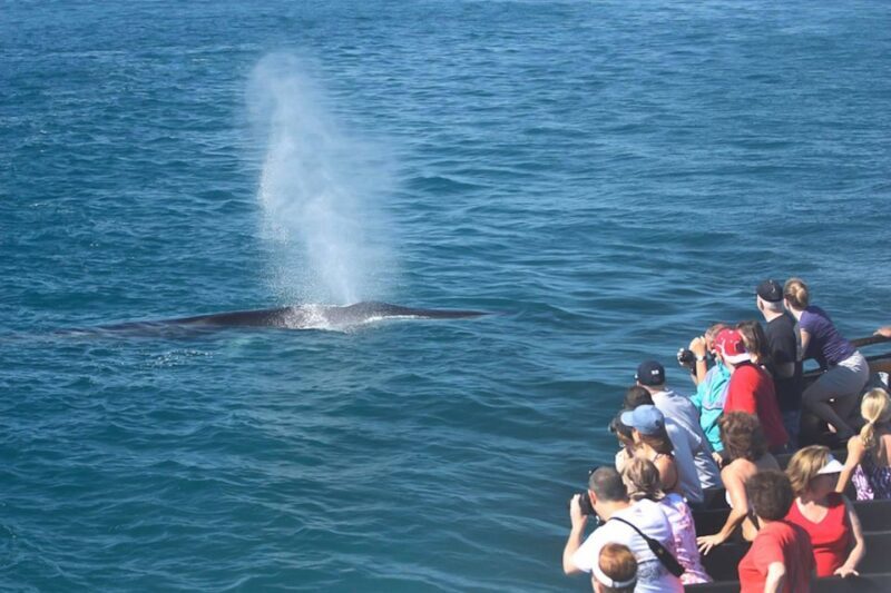 San Diego: Whale Watching Tour - An In-Depth Look at the San Diego Whale Watching Experience