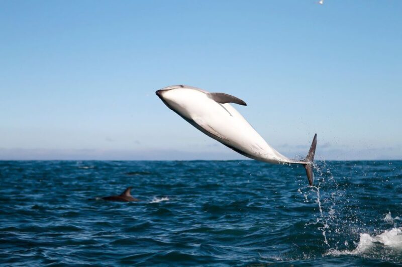 San Diego: Whale Watching Tour - The Sum Up