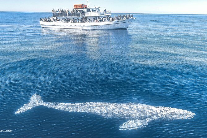 San Diego Whale Watching Tour - The Experience: What You Can Expect