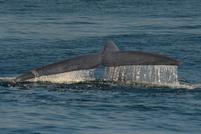 San Diego Whale Watching Tour - The Sum Up: Is It Worth It?