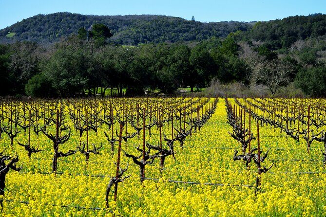 San Francisco Airport Roundtrip to Sonoma or Napa Black Car Svc - Key Points