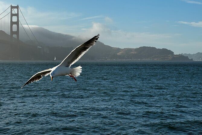 San Francisco Alcatraz, Ferry and 2 Day Hop On Hop Off Bus Tour - Who Would Love This Tour?