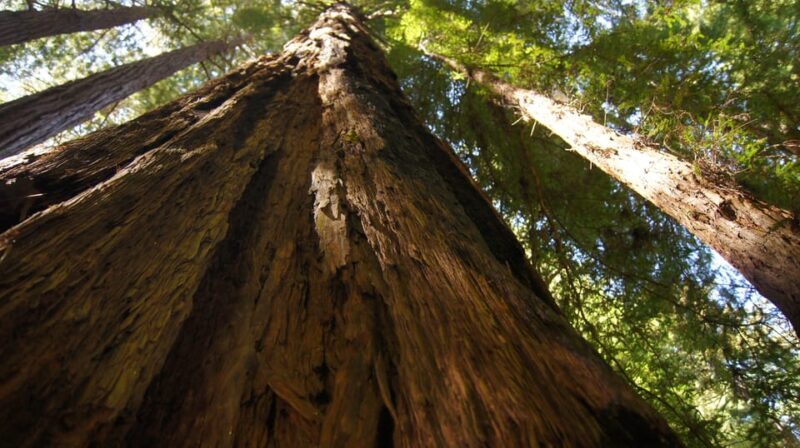 San Francisco: Alcatraz Island & Guided Muir Woods Tour - Who Will Love This Tour?