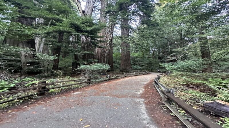 San Francisco: Alcatraz, Muir Woods and Sausalito Day Tour - Introduction to the Tour