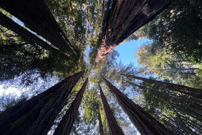 San Francisco Bay Cruise, Muir Woods and Sausalito Combo Tour - A Closer Look at the Tour Experience