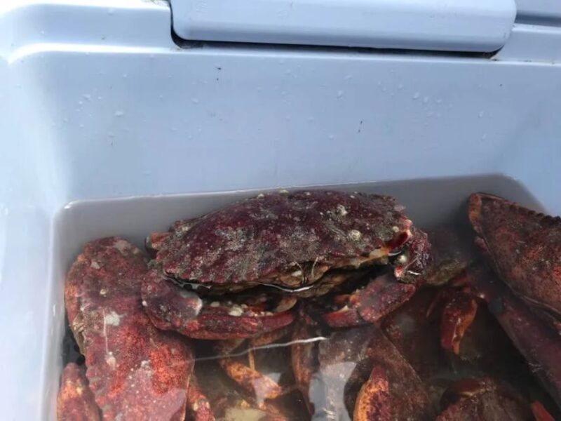 San Francisco: Crab & Cook under the Golden Gate Bridge - The Itinerary and Experience Breakdown