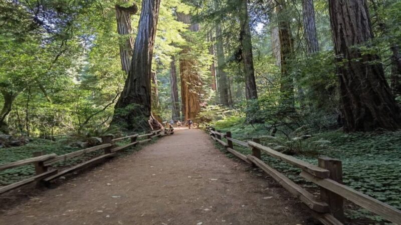 San Francisco: Full-Day City Tour w/ Muir Woods & Sausalito - An In-Depth Look at the Tour Experience
