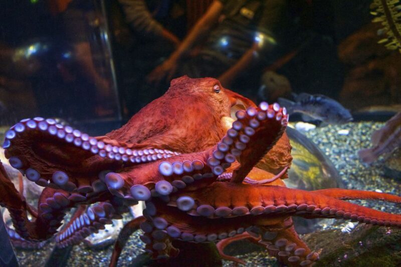 San Francisco: Go City All-Inclusive Pass 30+ Attractions - Benefits of the Pass