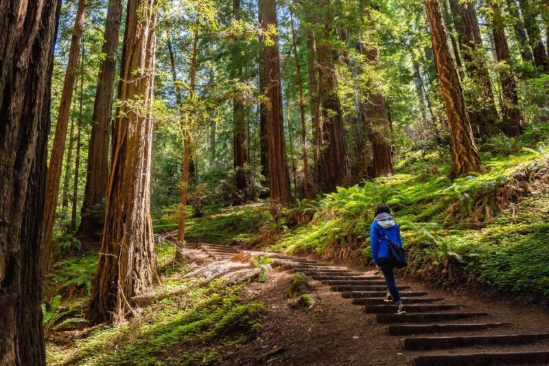 San Francisco Golden Gate Sausalito Muir Woods Private Tour - Muir Woods: Walking Among Giants