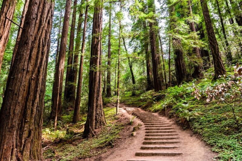 San Francisco Golden Gate Sausalito Muir Woods Private Tour - The Experience of a Private Tour