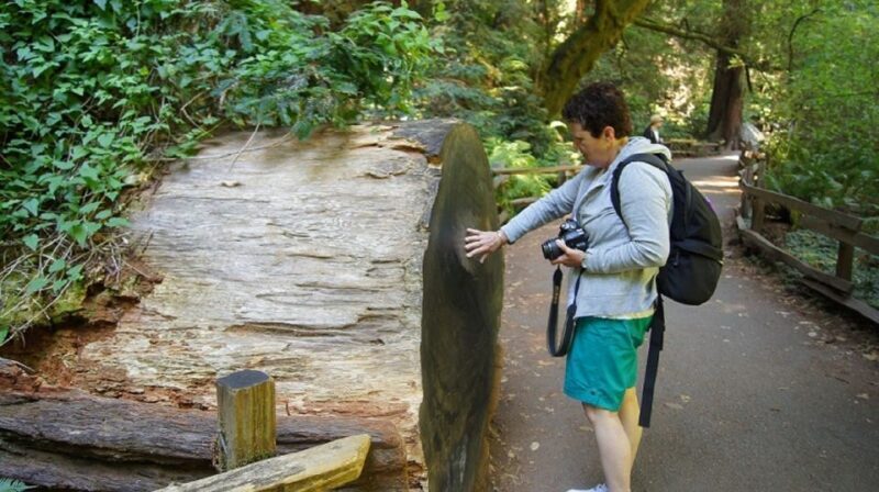 San Francisco: Guided Coastal Redwoods & Wine Country Tour - Key Points