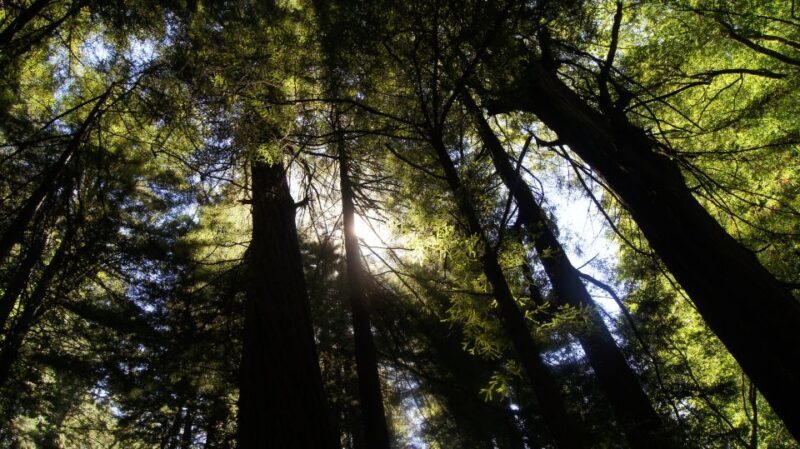 San Francisco: Guided Coastal Redwoods & Wine Country Tour - Potential Drawbacks to Consider