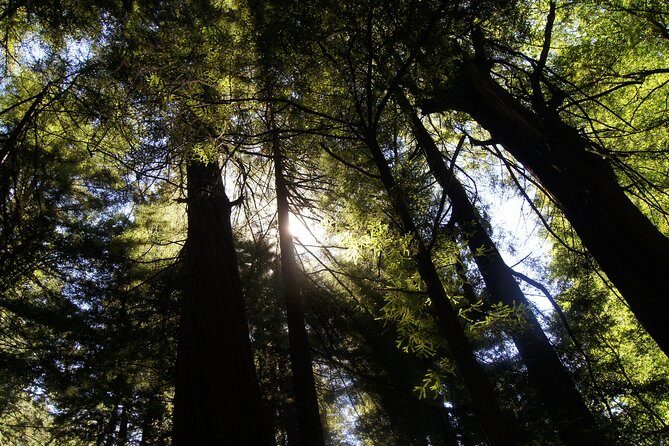 San Francisco: Guided Muir Woods Tour & Hop-on Hop-off Bus Tour - FAQ