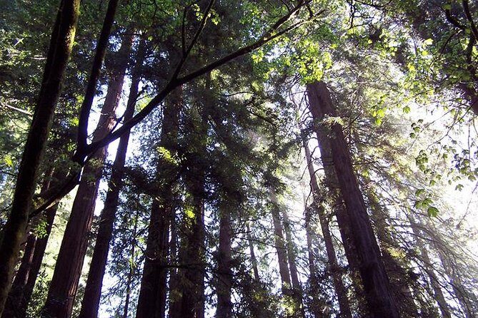 San Francisco: Guided Tour of Coastal Redwoods & Wine Country - The Guide & Experience Quality