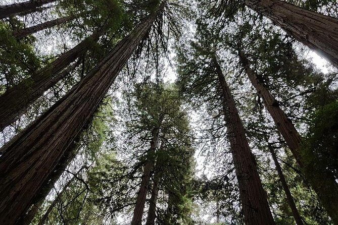 San Francisco: Guided Tour of Coastal Redwoods & Wine Country - The Value of the Experience