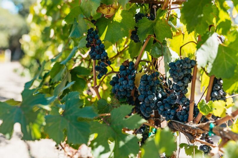 San Francisco: Half-Day Wine Country Excursion with Tastings - Authentic Experiences and Real Feedback