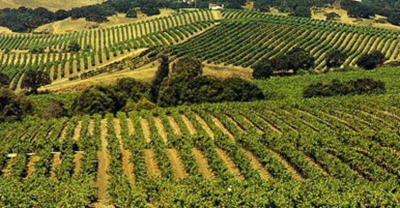 San Francisco: Half-Day Wine Country Tour with Wine Tastings - What to Expect from the Tour