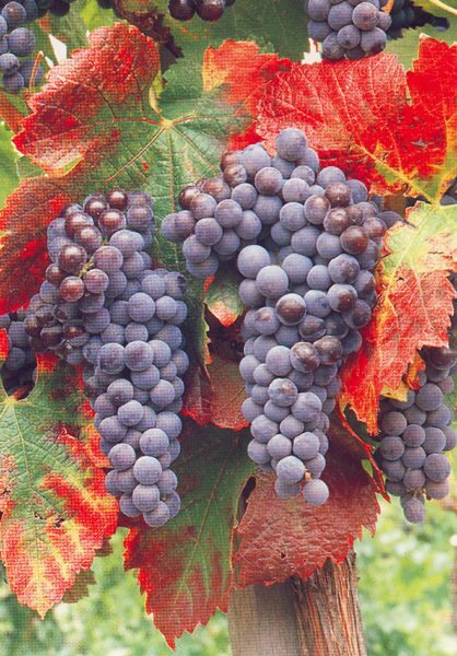 San Francisco: Half Day Wine Tour & Hop-On Hop-Off City Tour - The Itinerary in Detail