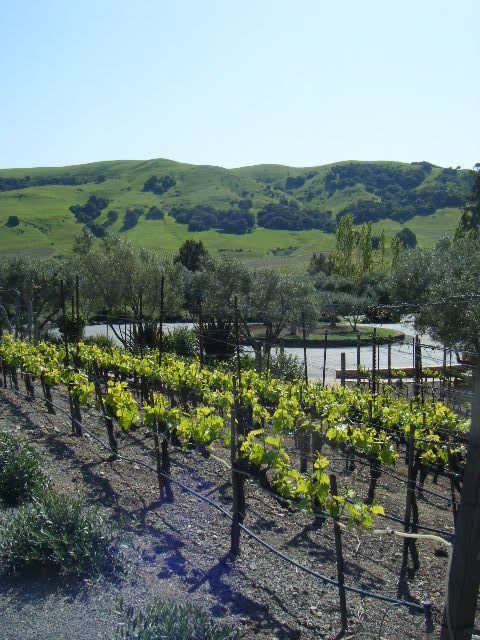 San Francisco: Half Day Wine Tour & Hop-On Hop-Off City Tour - FAQ