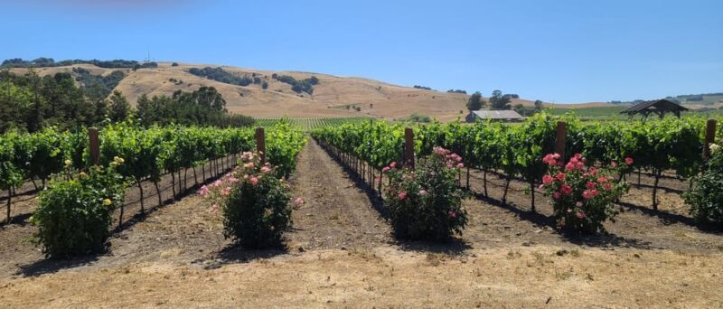 San Francisco: Half-Day Wine Tour with 2 Tastings Included - Who Should Consider This Tour?