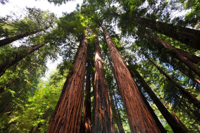 San Francisco: Hop-On Hop-Off + Muir Woods Tour - Breaking Down the Cost: Is It Worth It?
