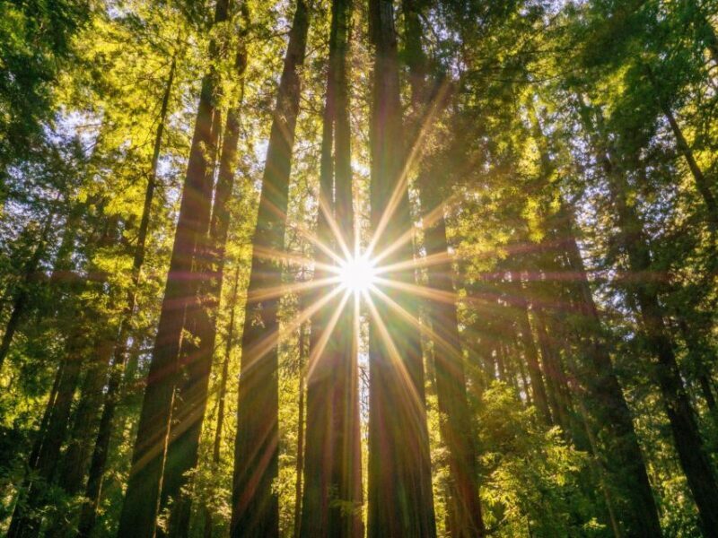 San Francisco: Hop-On Hop-Off + Muir Woods Tour - Final Verdict