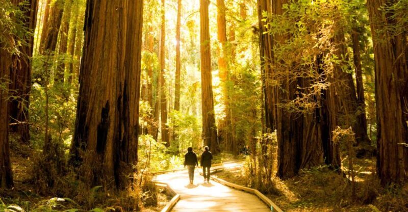 San Francisco: Muir Woods and Sausalito Experience - A Closer Look at the Tour Itinerary