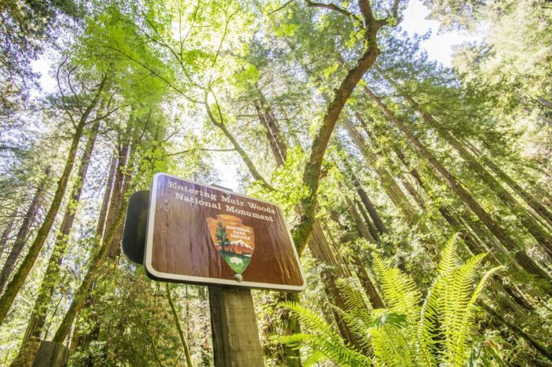 San Francisco: Muir Woods and Sausalito Experience - Insights From Real Travelers