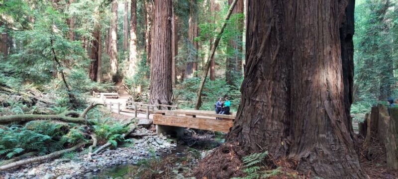 San Francisco: Muir Woods and Sausalito Small Group Tour - The Sum Up: Who Should Consider This Tour?