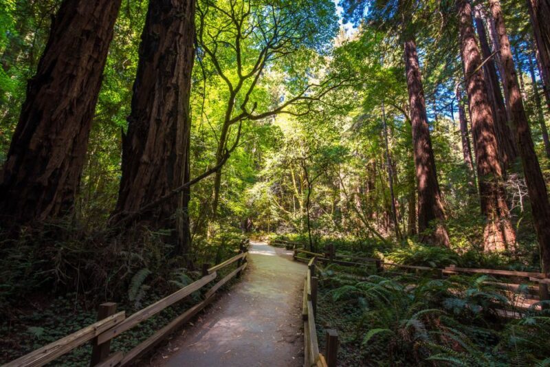 San Francisco: Muir Woods, San Francisco and Sausalito Tour - A Detailed Look at the Tour Experience