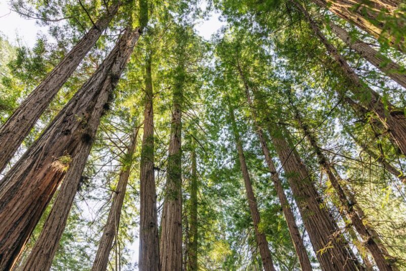 San Francisco: Muir Woods, Sausalito and SF Bay Cruise - Final Thoughts