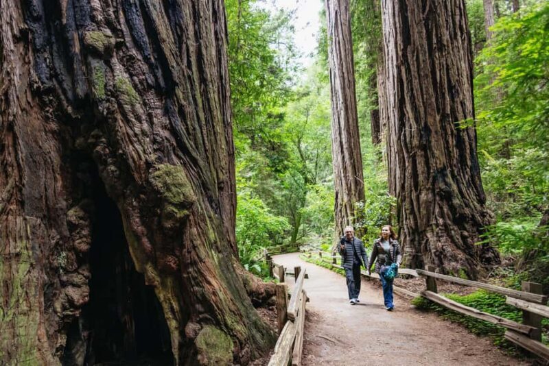 San Francisco: Muir Woods & Sausalito Tour with Ferry Option - A Closer Look at the Tour Itinerary and Highlights