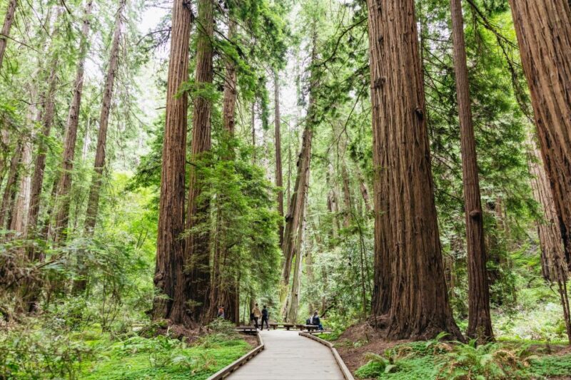 San Francisco: Muir Woods & Sausalito Tour with Ferry Option - FAQ