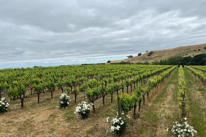 San Francisco: Napa & Sonoma Wine Tour & 24hr Hop-on Hop-off Tour - An In-Depth Look at the Itinerary and Experience