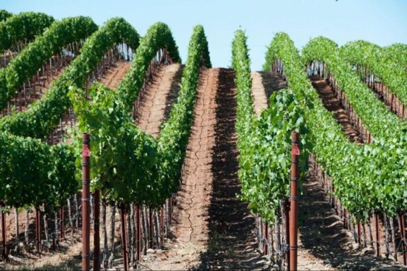 San Francisco: Napa Valley Half-Day Wine Tour with Tastings - Key Points