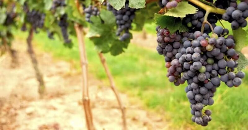 San Francisco: Napa Valley Half-Day Wine Tour with Tastings - What Reviewers Are Saying