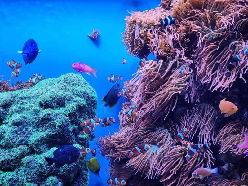 San Francisco: Private Monterey Aquarium 17 Mile Carmel - An In-Depth Look at the Tour Experience