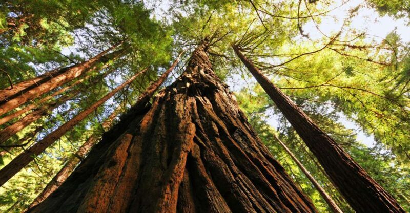 San Francisco: Private Muir Woods and Sausalito Tour - A Closer Look at the Tour Itinerary