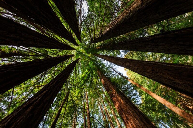 San Francisco: Private Muir Woods and Sausalito Tour - The Experience and Its Value