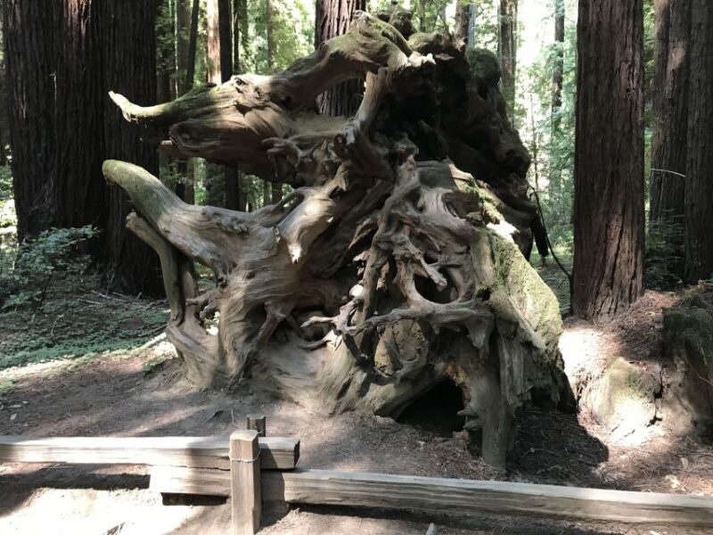 San Francisco: Private Muir Woods and Sausalito Tour - Possible Drawbacks and Considerations